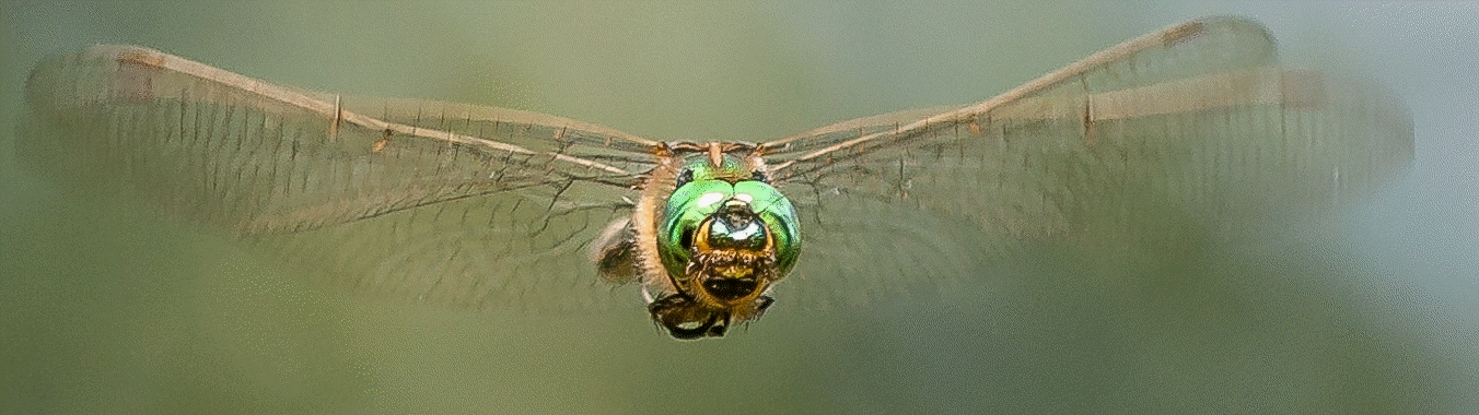 Hampshire Dragonflies